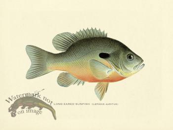 Sunfish - Long Eared